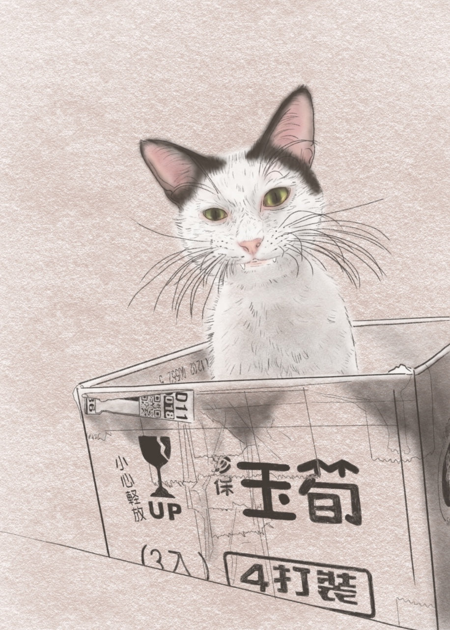 Postcard |  Cat in the box