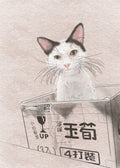 Postcard |  Cat in the box